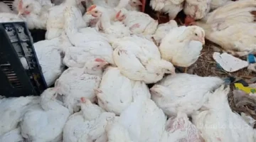 انخفاض جديد.. أسعار الفراخ البيضاء تخالف التوقعات وتسجل هذا الرقم اليوم 1